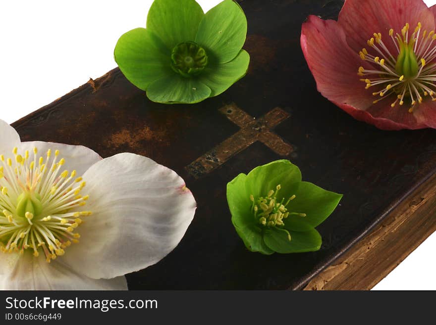 Very old prayer book with Helleborus blossom. Very old prayer book with Helleborus blossom.