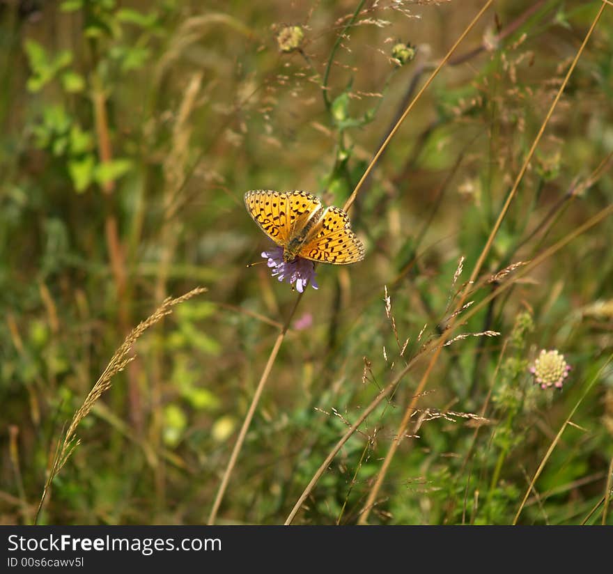 Butterfly on flower