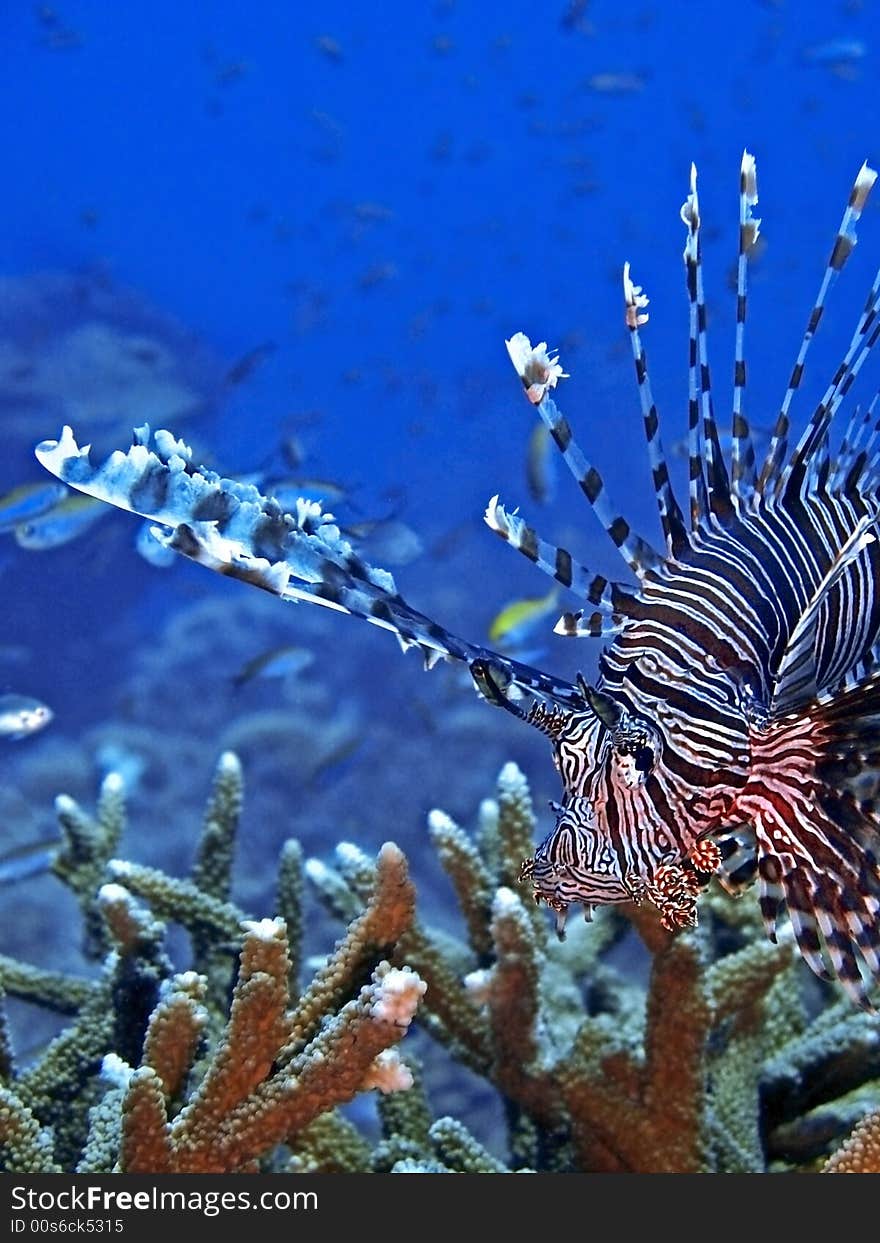 The Common Lionfish grows to 38 cm in length