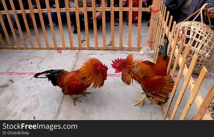 Cockfighting 3