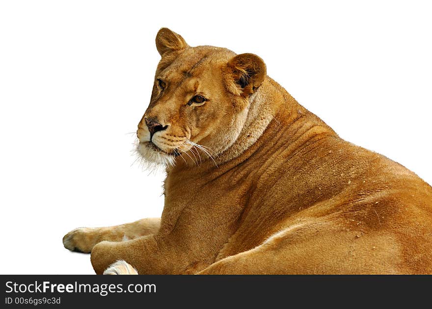 Isolated lioness with fatigue look. Isolated lioness with fatigue look