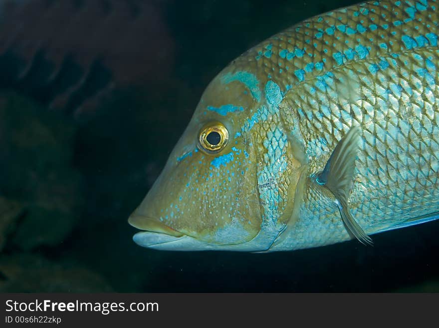 Close-up of a red Sea fish