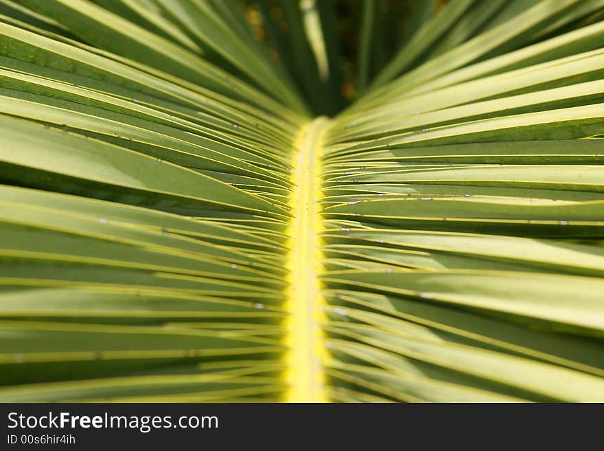 Close up to the green palm tree