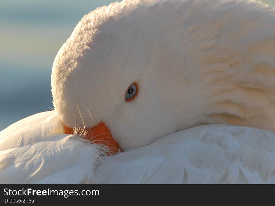 White duck