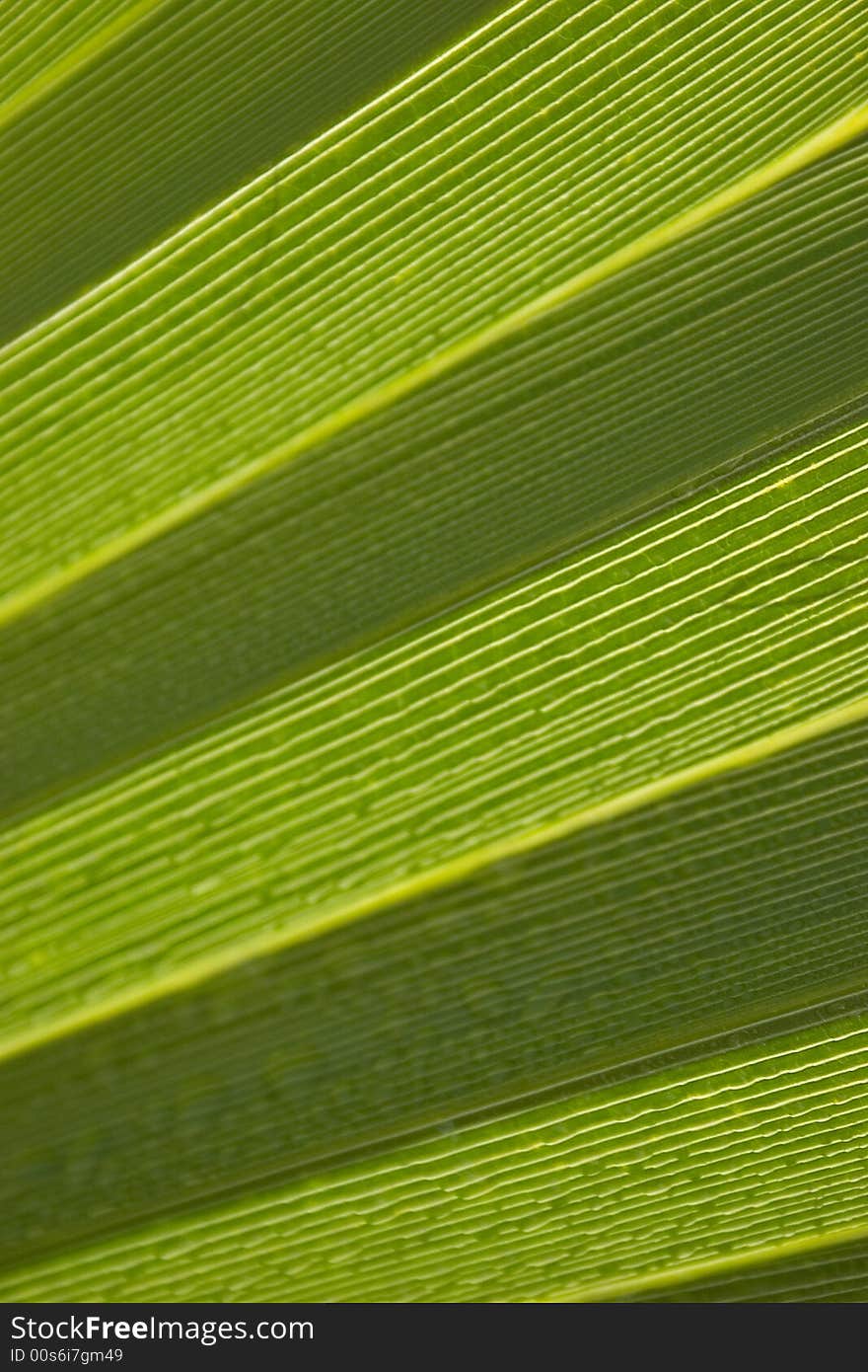 Background of a sheet of palm tree