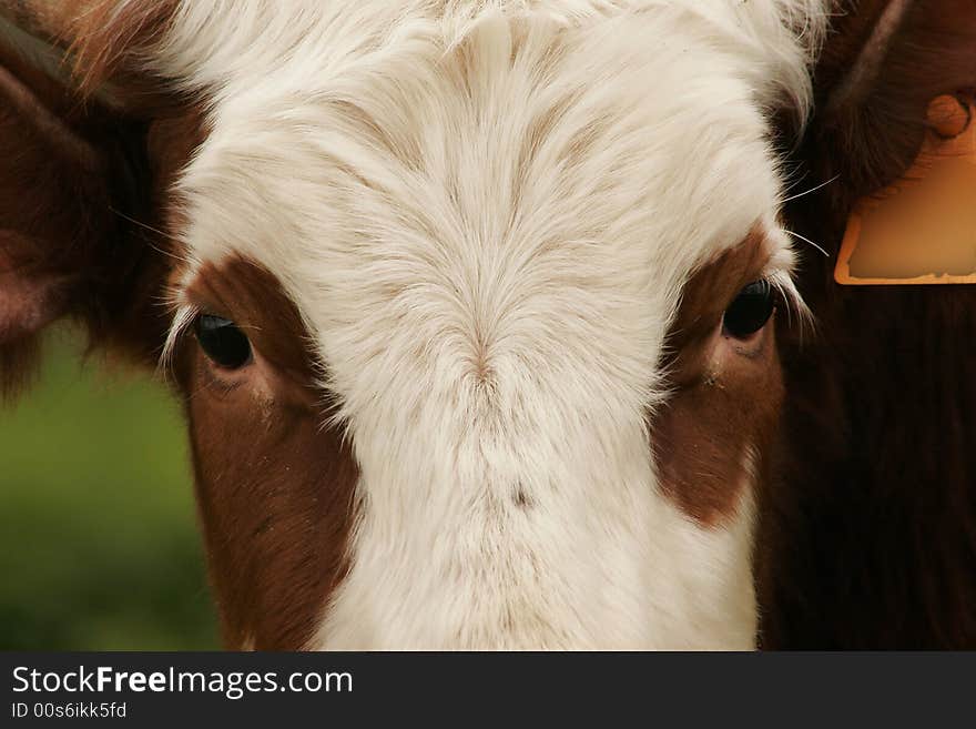 Portrait of cow