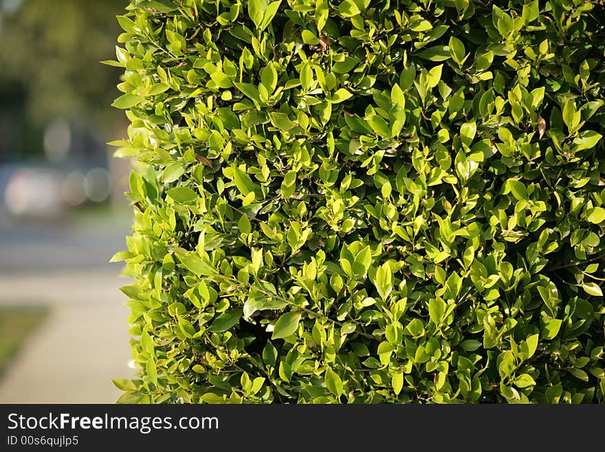 Green fense background, shallow DOF. Green fense background, shallow DOF.