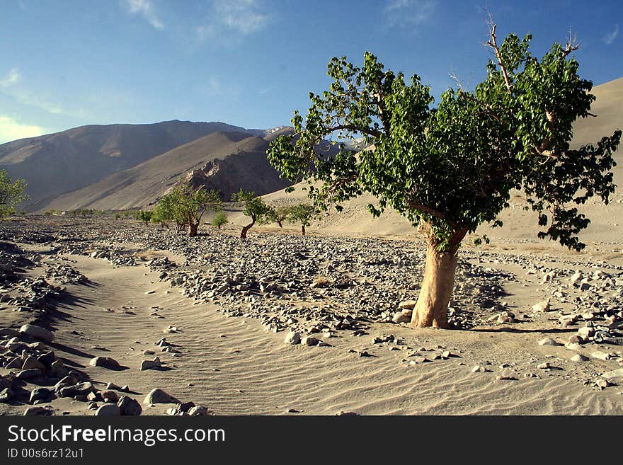 Strong life tree in wild Tibet desert. Strong life tree in wild Tibet desert