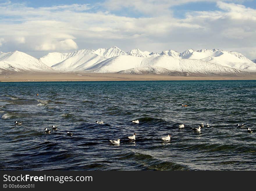 Birds swim in lake under snow covered mountain