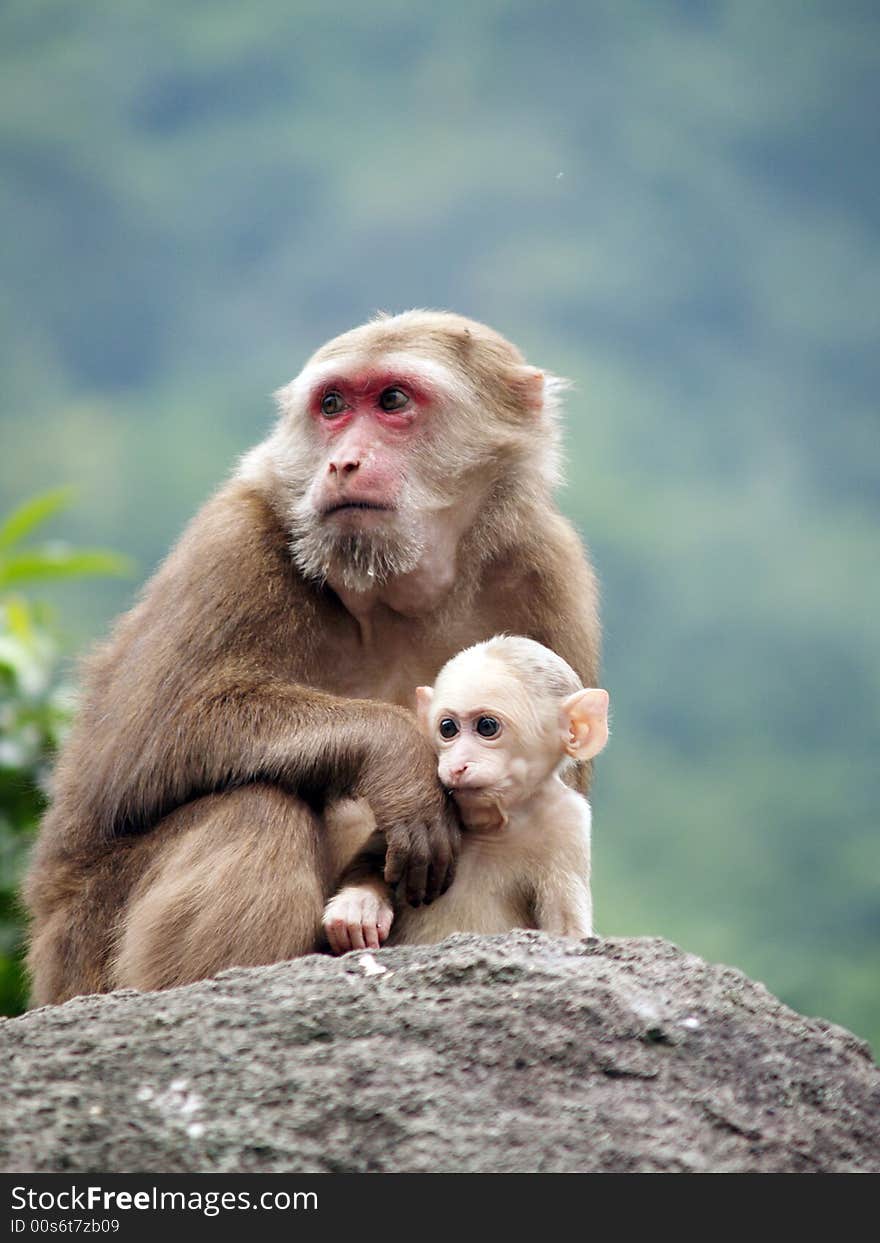 Two monkeys ,mother and baby look to the distance.