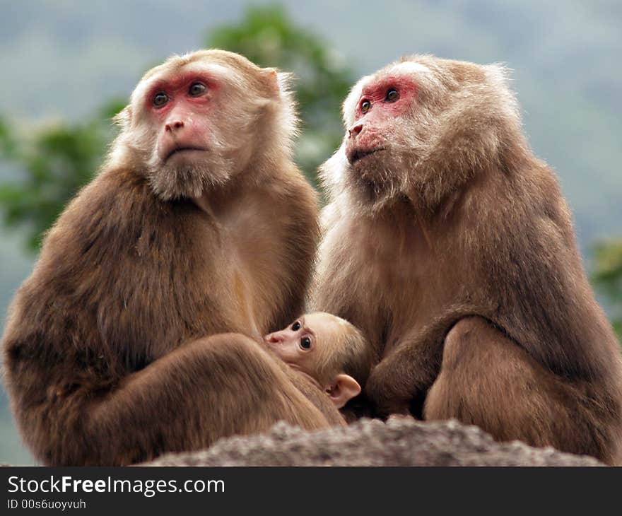 Three monkeys ,mother ,father and baby look to the distance. Three monkeys ,mother ,father and baby look to the distance.