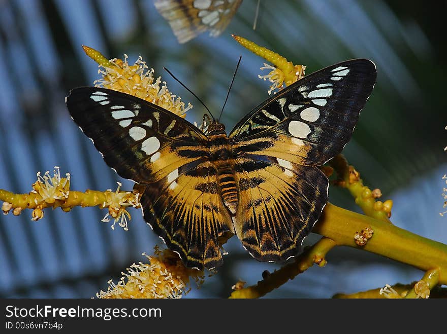 Tiger butterfly in the garden