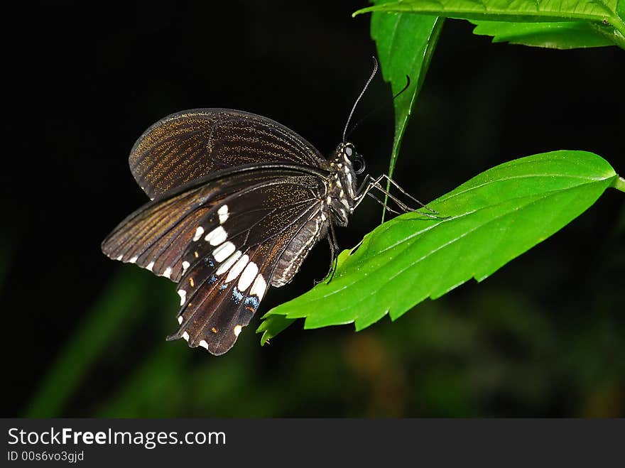 Black butterfly in the gardens