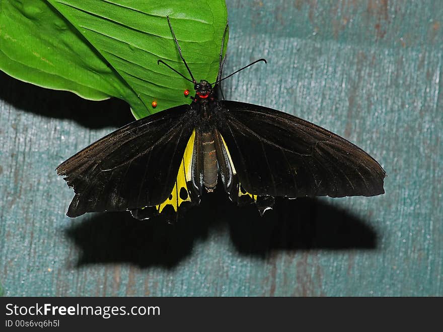 Black butterfly in the gardens