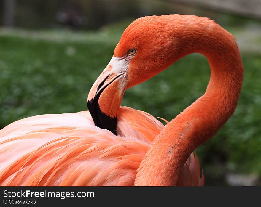 Pink flamingo bird eyes black beak nib flags