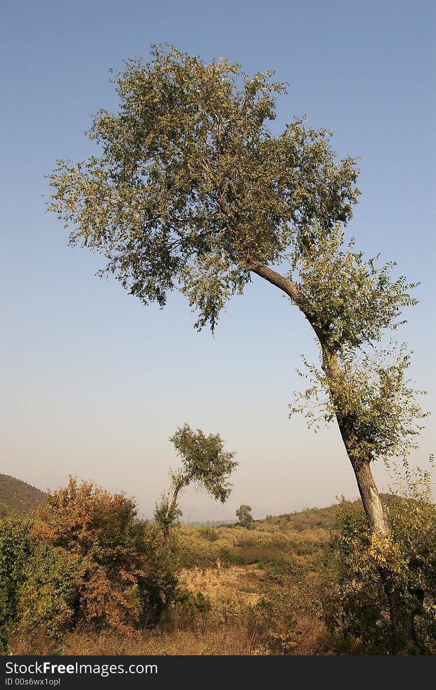 Double trees in the wild,autumn