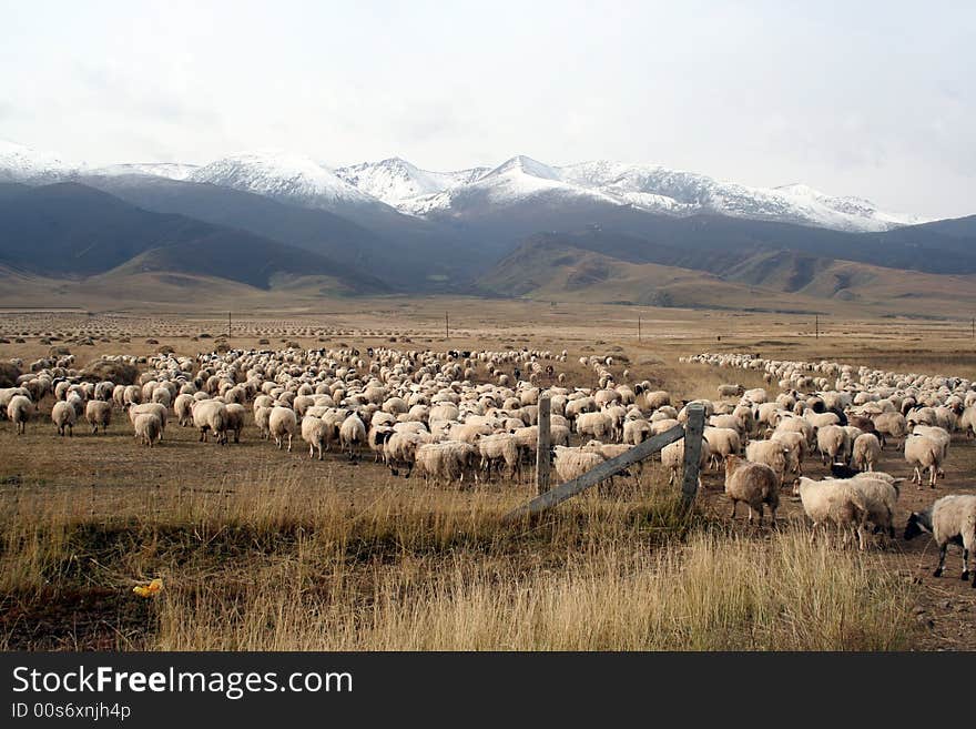 A Sheep Flock Walking Towards The Snow Mountain