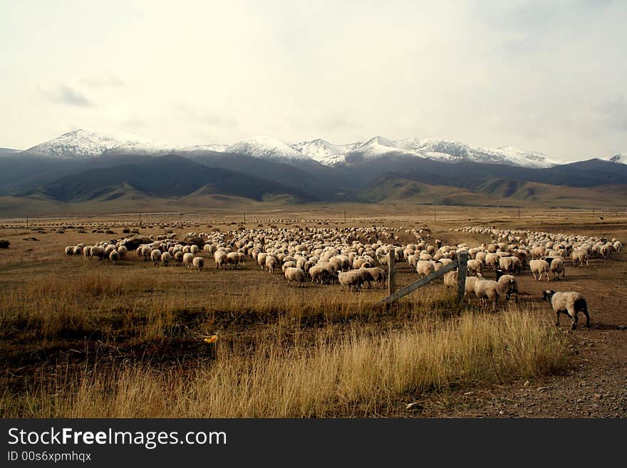 A Sheep Flock Walking Towards The Snow Mountain