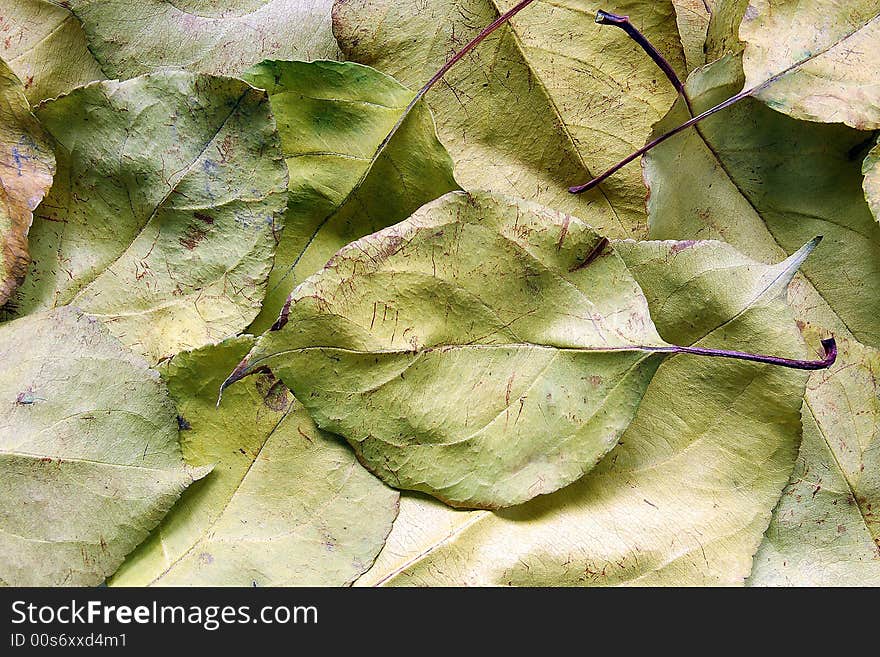 Autumn dry yellow leaves background. Autumn dry yellow leaves background