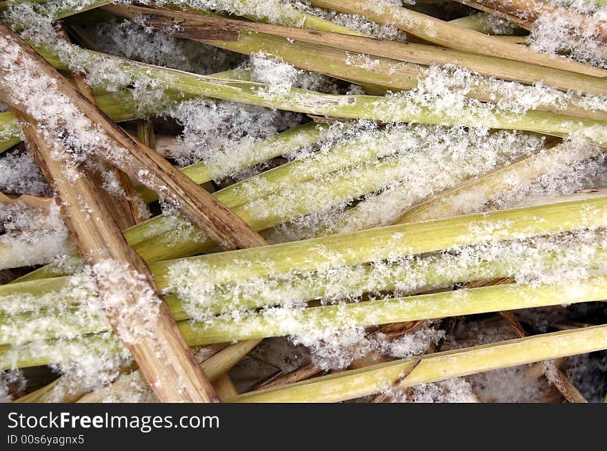 Autumn long grass with snow background. Autumn long grass with snow background