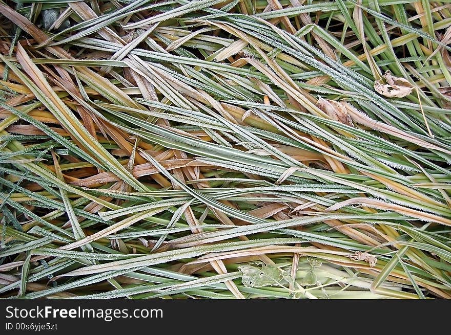 Autumn Long Grass Background