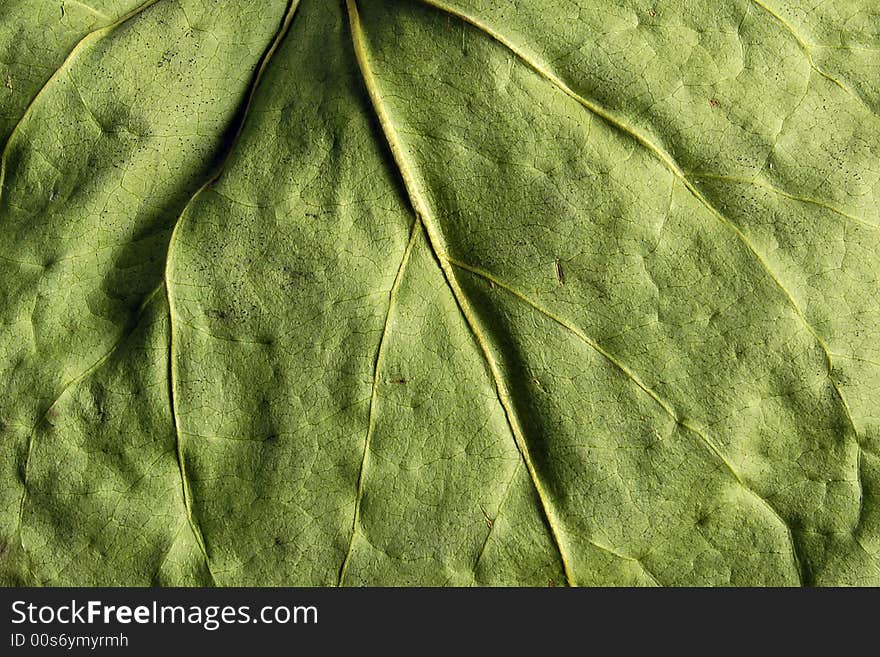 A leaf facture closeup