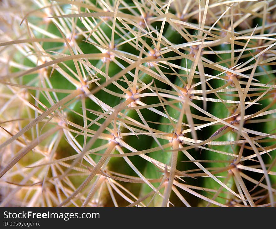 Extreme closeup of surface of cactus. Extreme closeup of surface of cactus