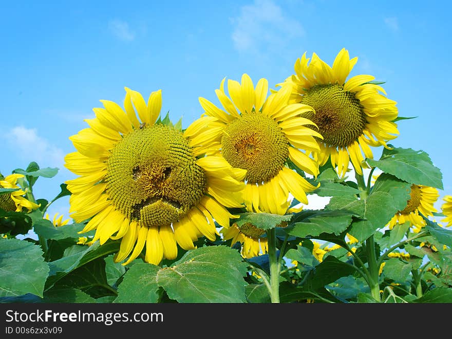 An angry faced sun flower. An angry faced sun flower