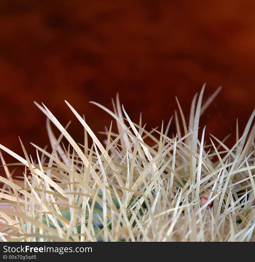 Closeup of prickly cactus on mottled brown background. Closeup of prickly cactus on mottled brown background