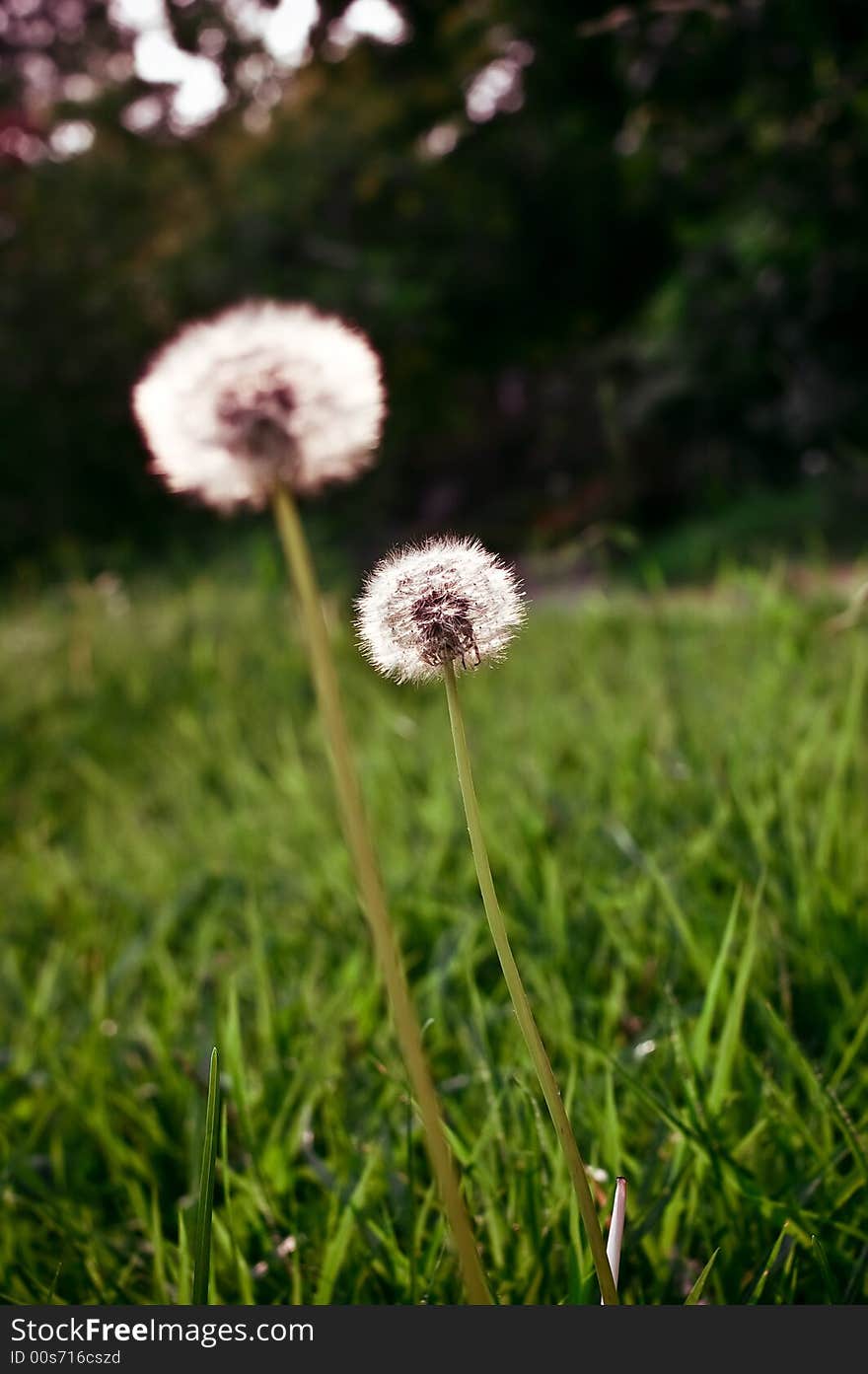 Dandelion