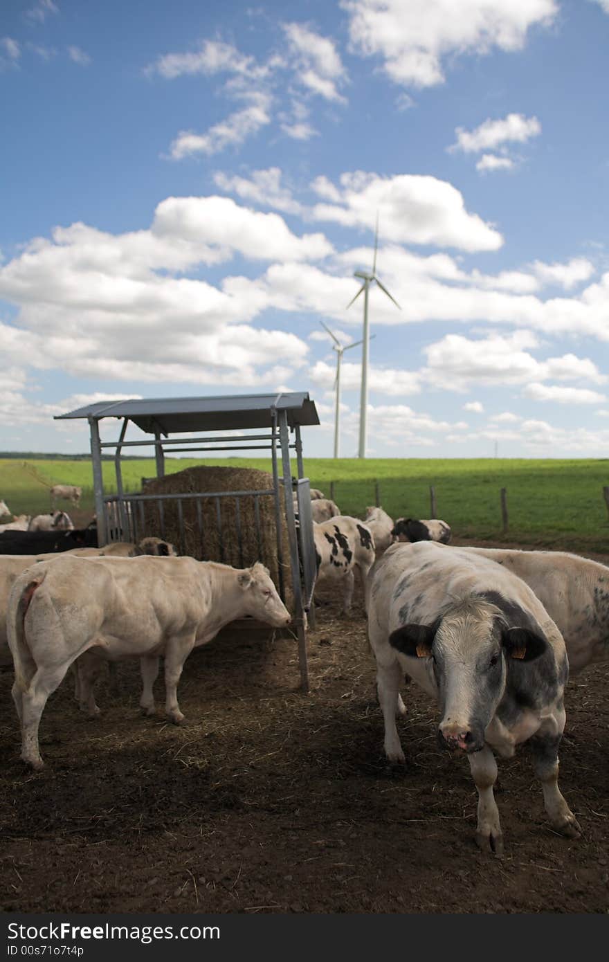 Cattle in a field before wind turbine. Cattle in a field before wind turbine