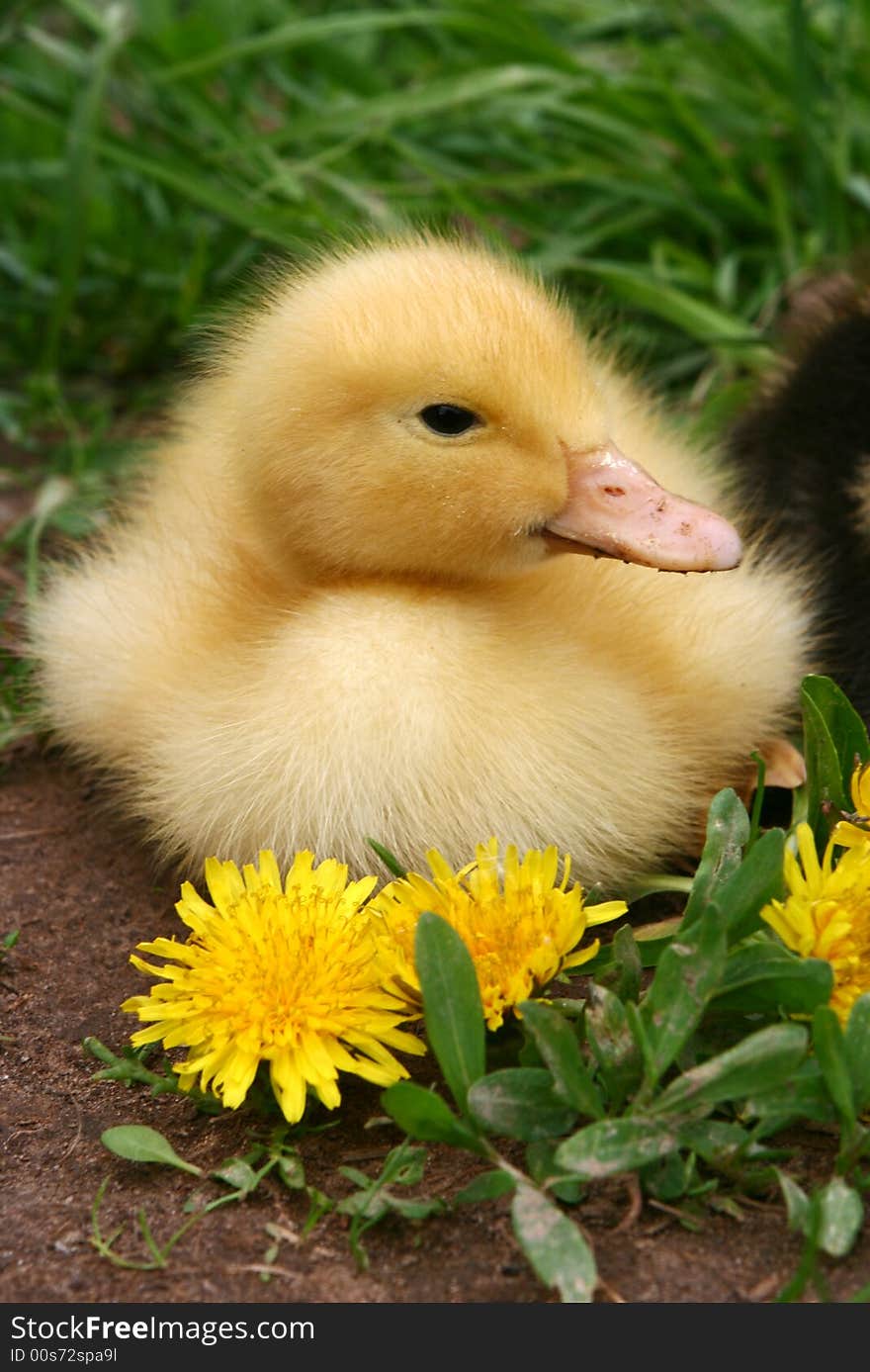 Small duck and yellow flowers in the afternoon