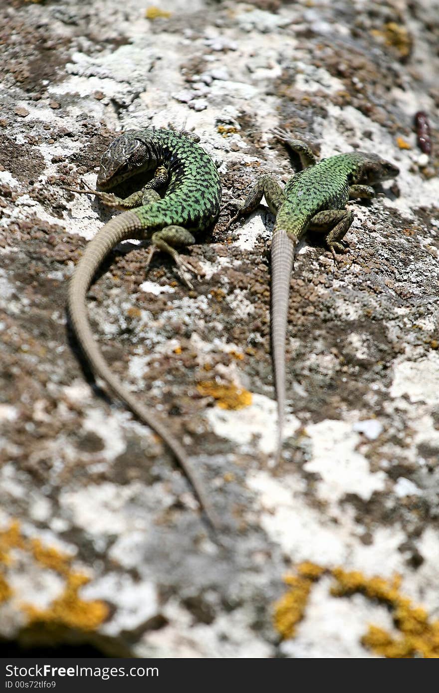 Lizards