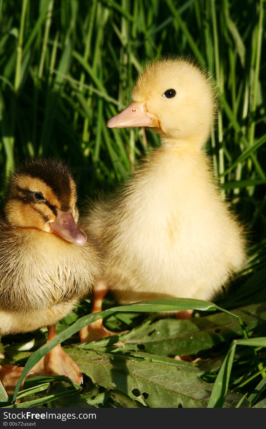 Small duck and yellow flowers in the afternoon