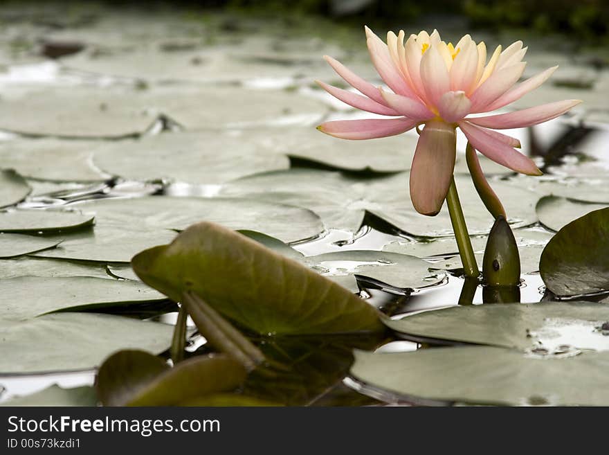 White lily in water pool covered with lily leafs. White lily in water pool covered with lily leafs