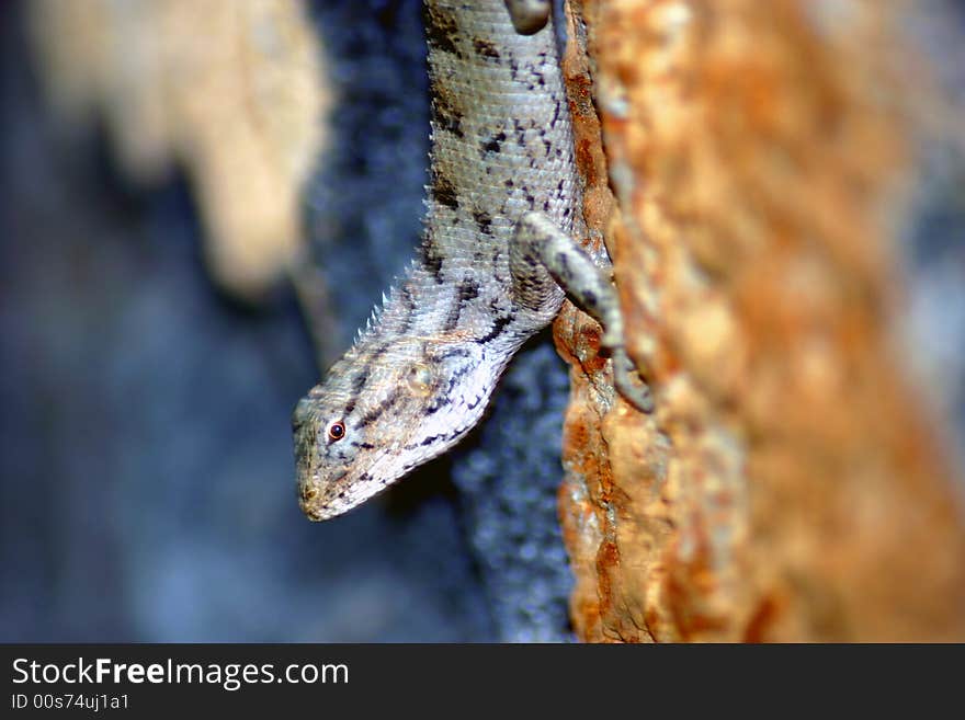 Close up of a lizard on a stone wall (Mauritius). Close up of a lizard on a stone wall (Mauritius)