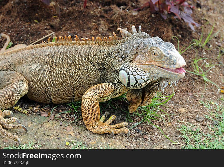 Bearded Dragon. Looks like a komodo dragon.