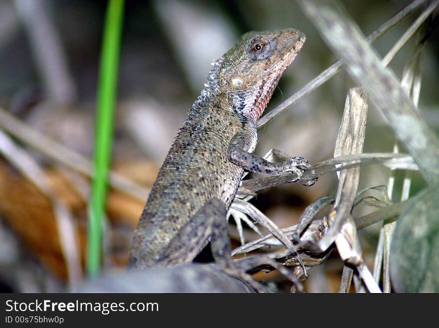 Close up of a lizard in the grass (Mauritius). Close up of a lizard in the grass (Mauritius)