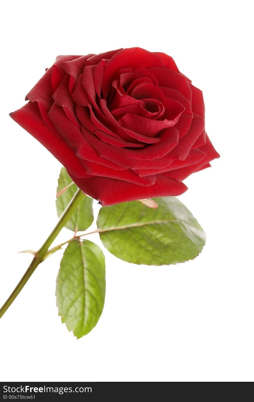 Beautiful red rose