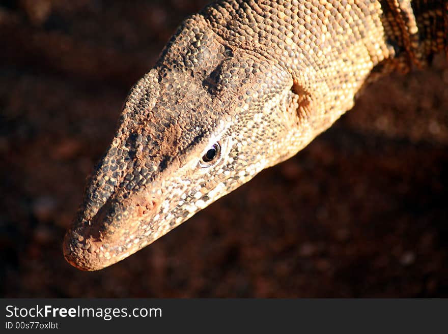 Monitor Lizard (South Africa)