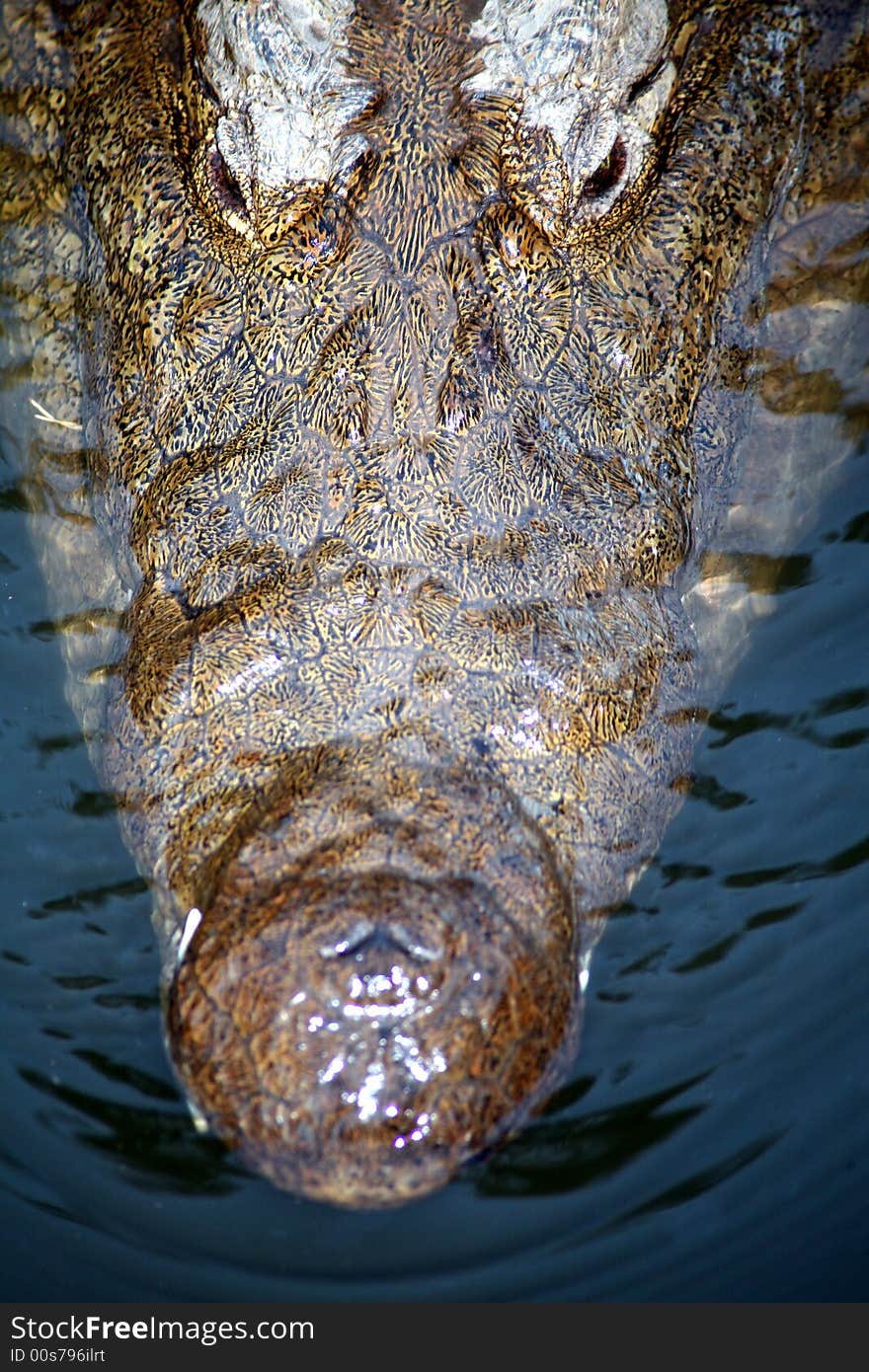 Crocodile Head Portrait (South Africa). Crocodile Head Portrait (South Africa)