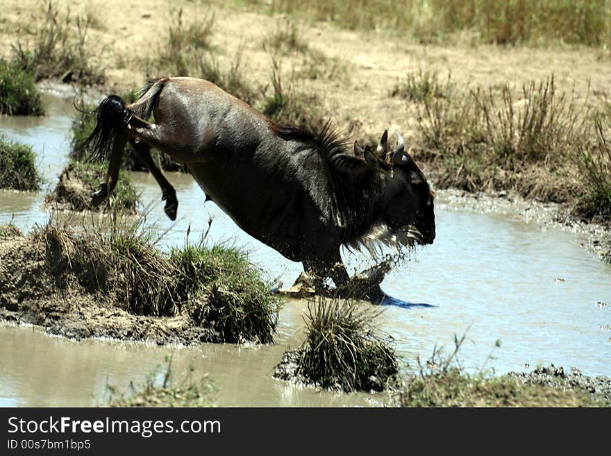 Wildebeest Jumping (Kenya)