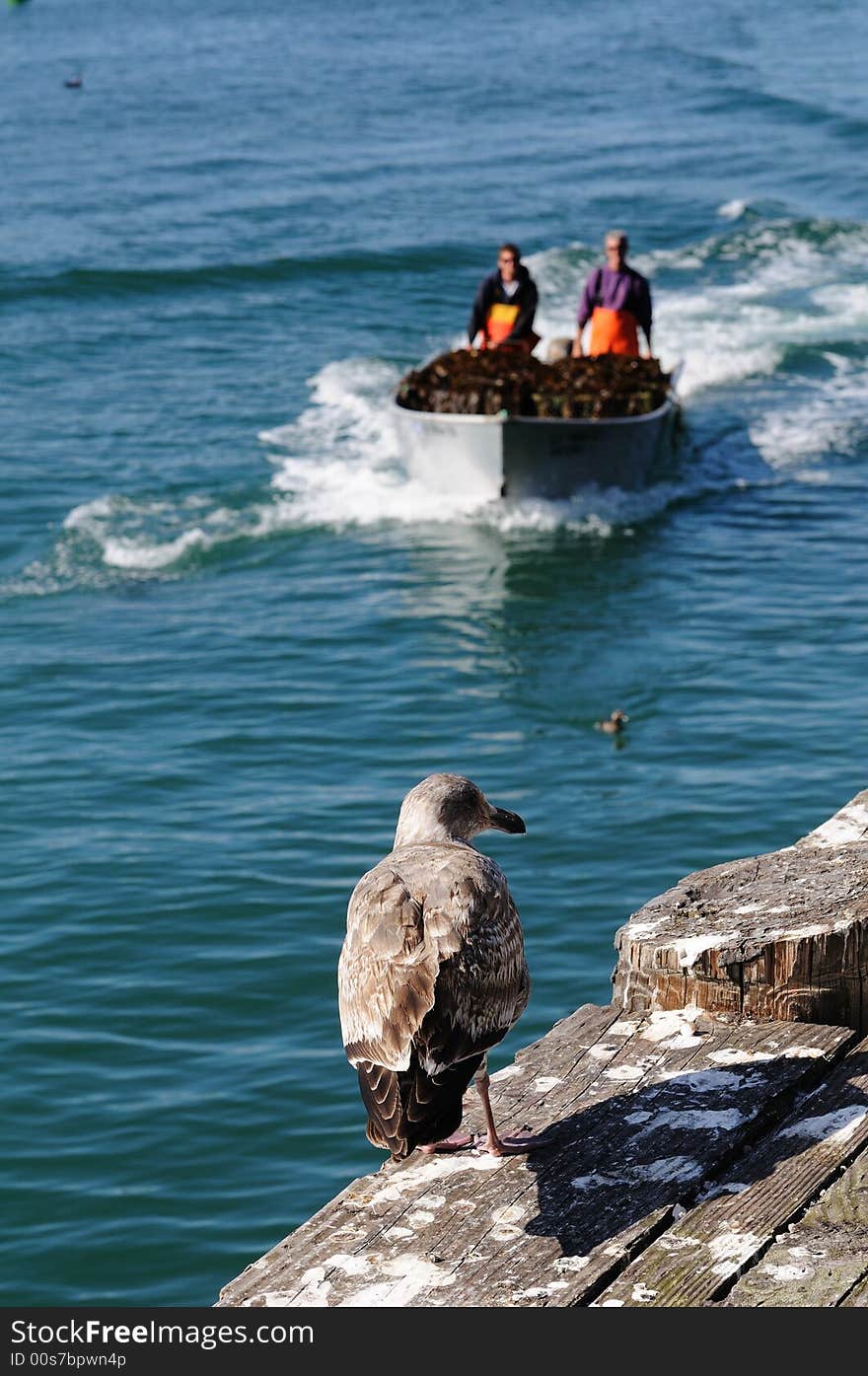 Seagull in Monterey Bay, California