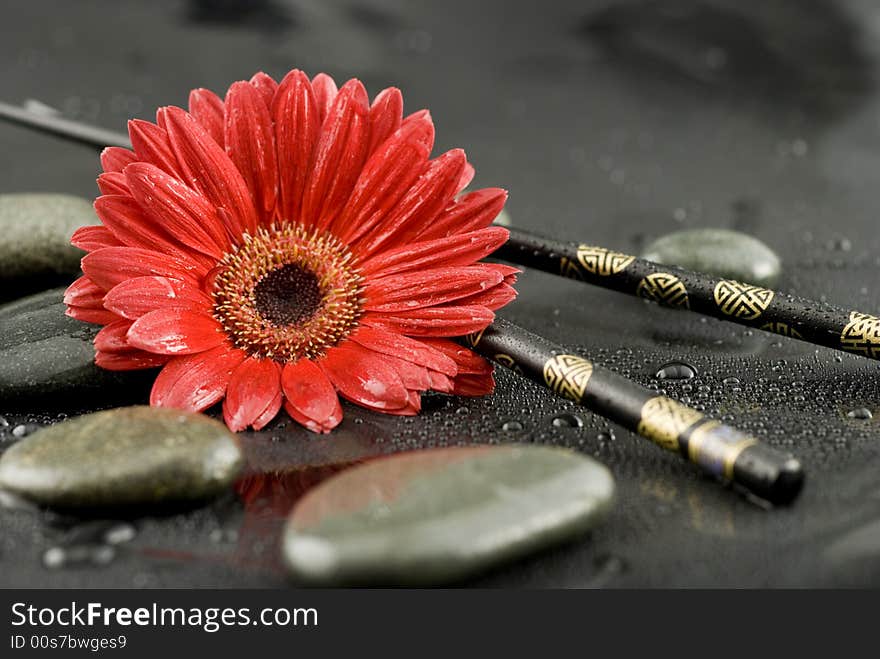 Gerbera daisy still life with chopsticks. Gerbera daisy still life with chopsticks