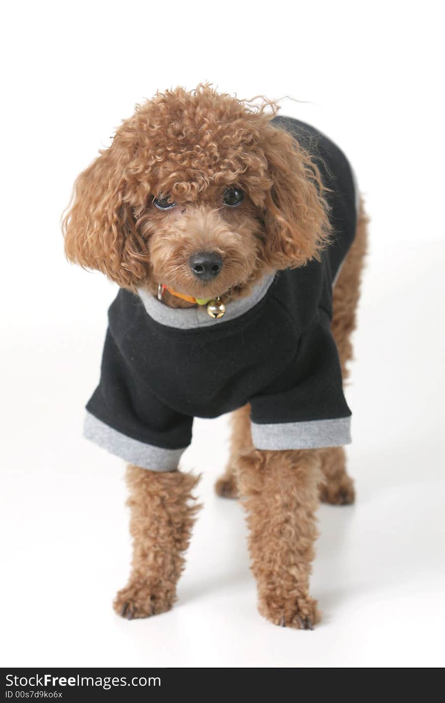 Small brown toy poodle with a black shirt and grey collar standing up. Small brown toy poodle with a black shirt and grey collar standing up