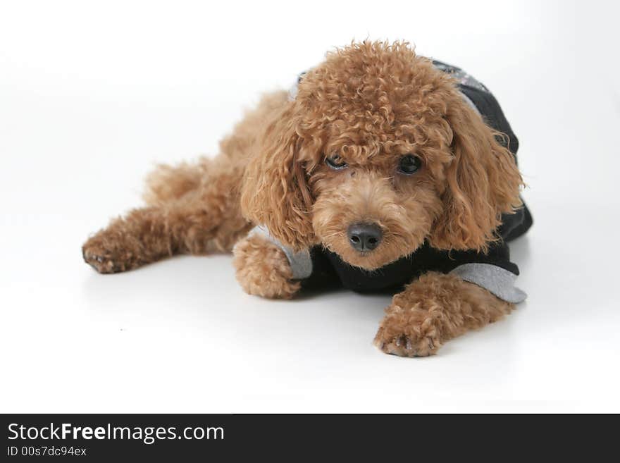 Small brown toy poodle with a black shirt and grey collar lying down. Small brown toy poodle with a black shirt and grey collar lying down