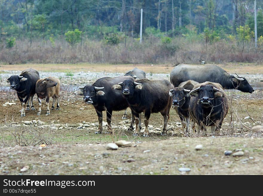 Many cows in the village. Many cows in the village.