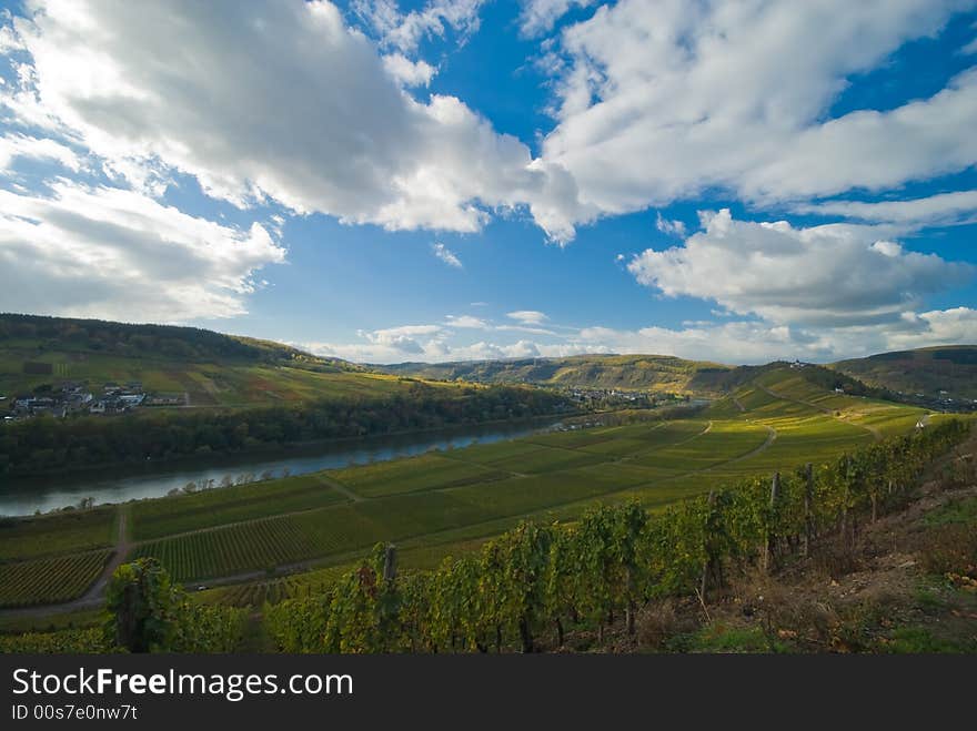 Wineyards at the German Mosel