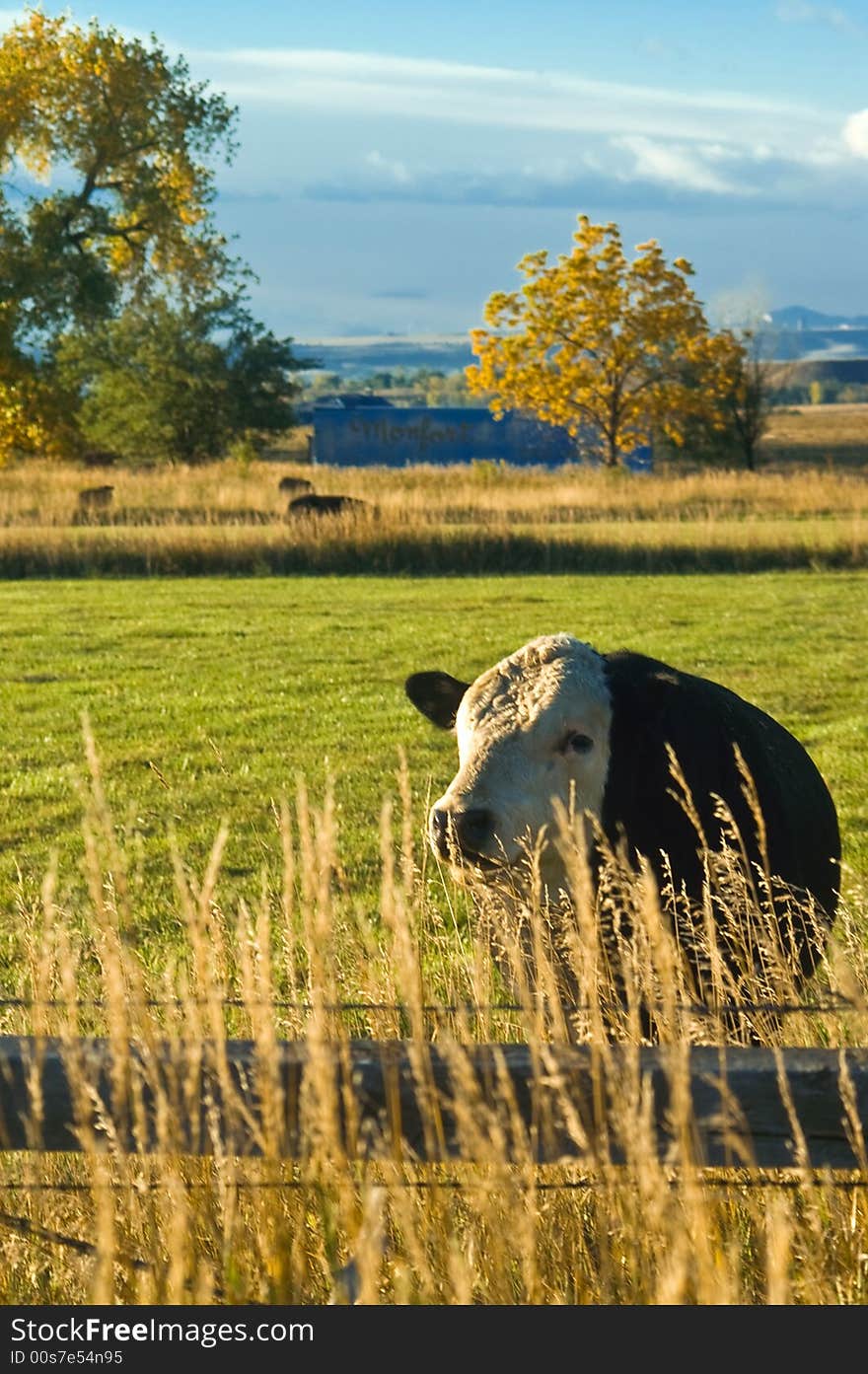 An Angus Beef Cow grazes in the colorful field among Colorado's fall foliage outside of Boulder. An Angus Beef Cow grazes in the colorful field among Colorado's fall foliage outside of Boulder