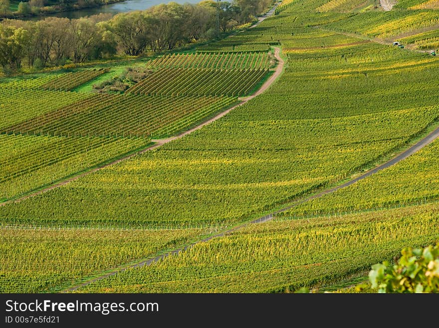 Wineyards at the German Mosel